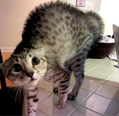 IMG_1048.gif