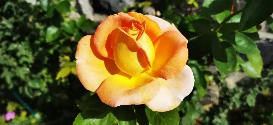 IMG_20190917_123431.webp