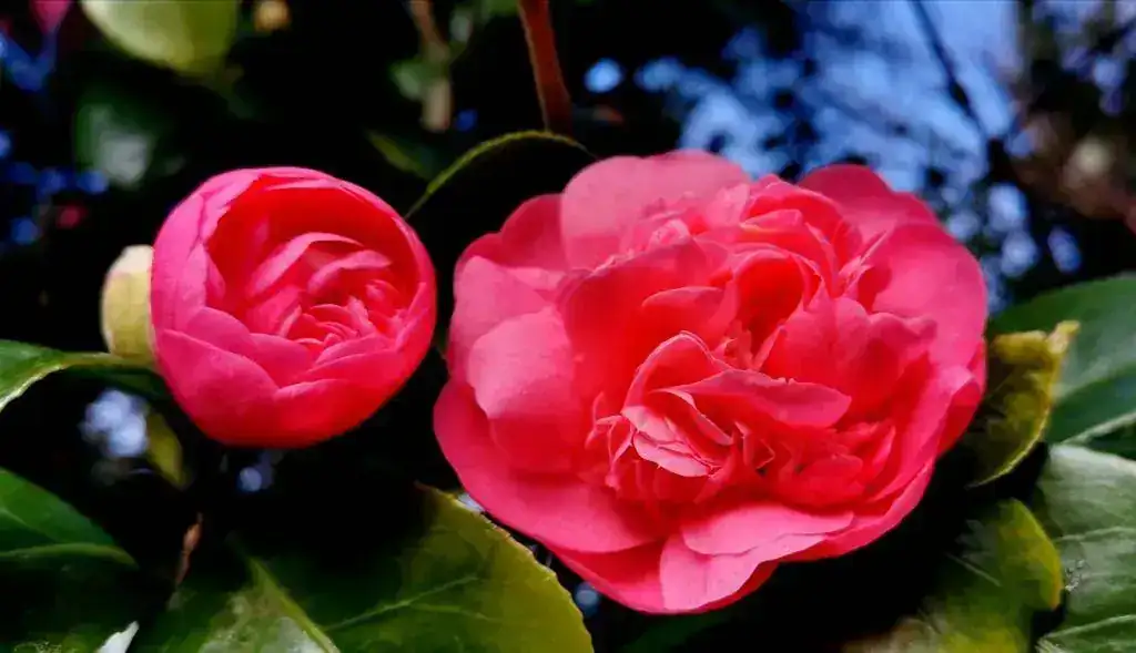 IMG_20200124_152449.webp