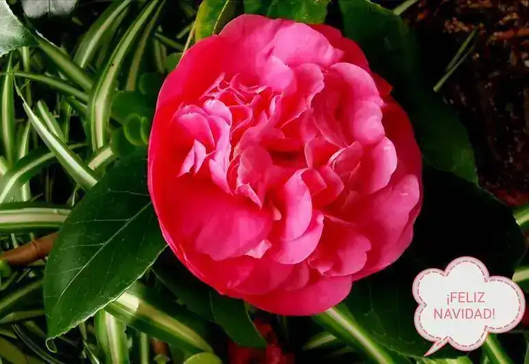 IMG_20201224_144050.webp