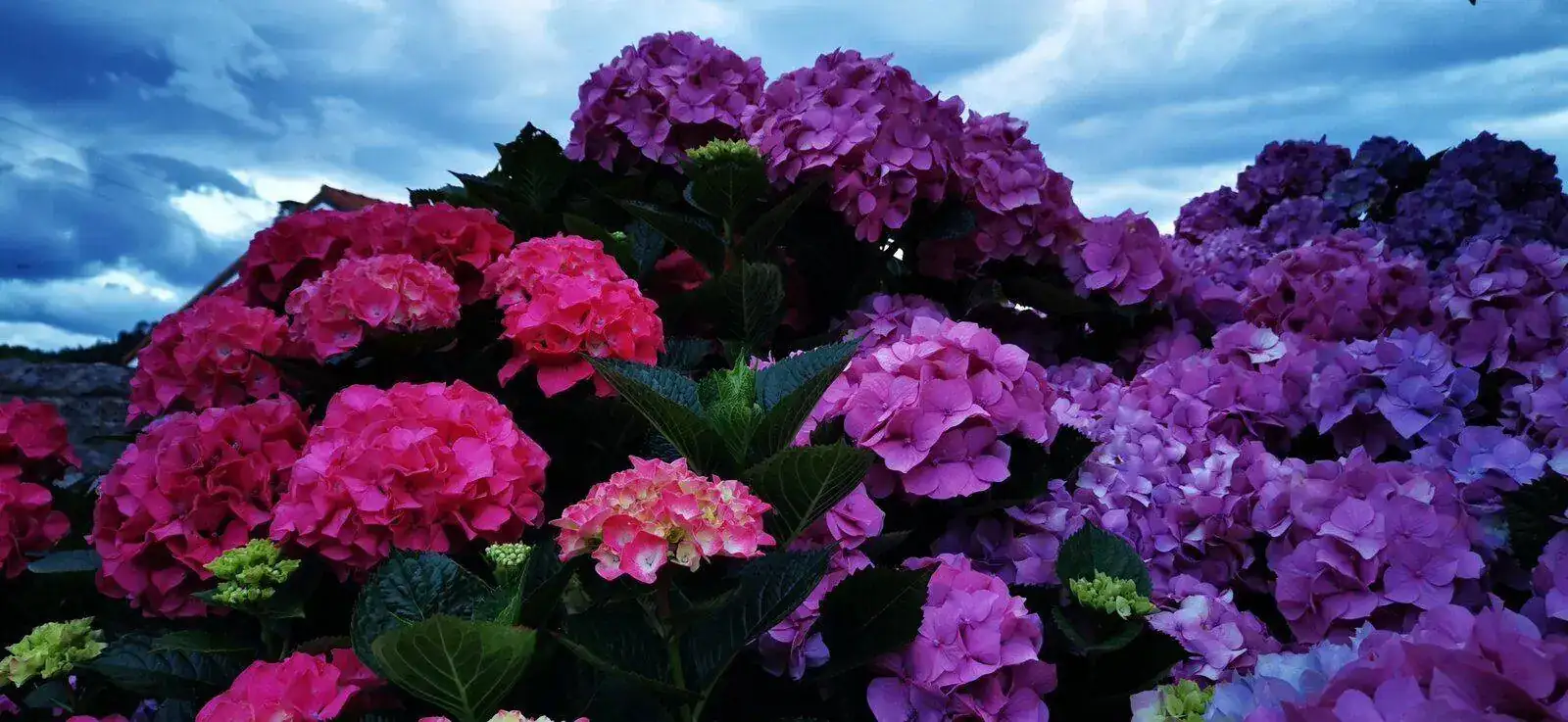 IMG_20210620_220452.webp