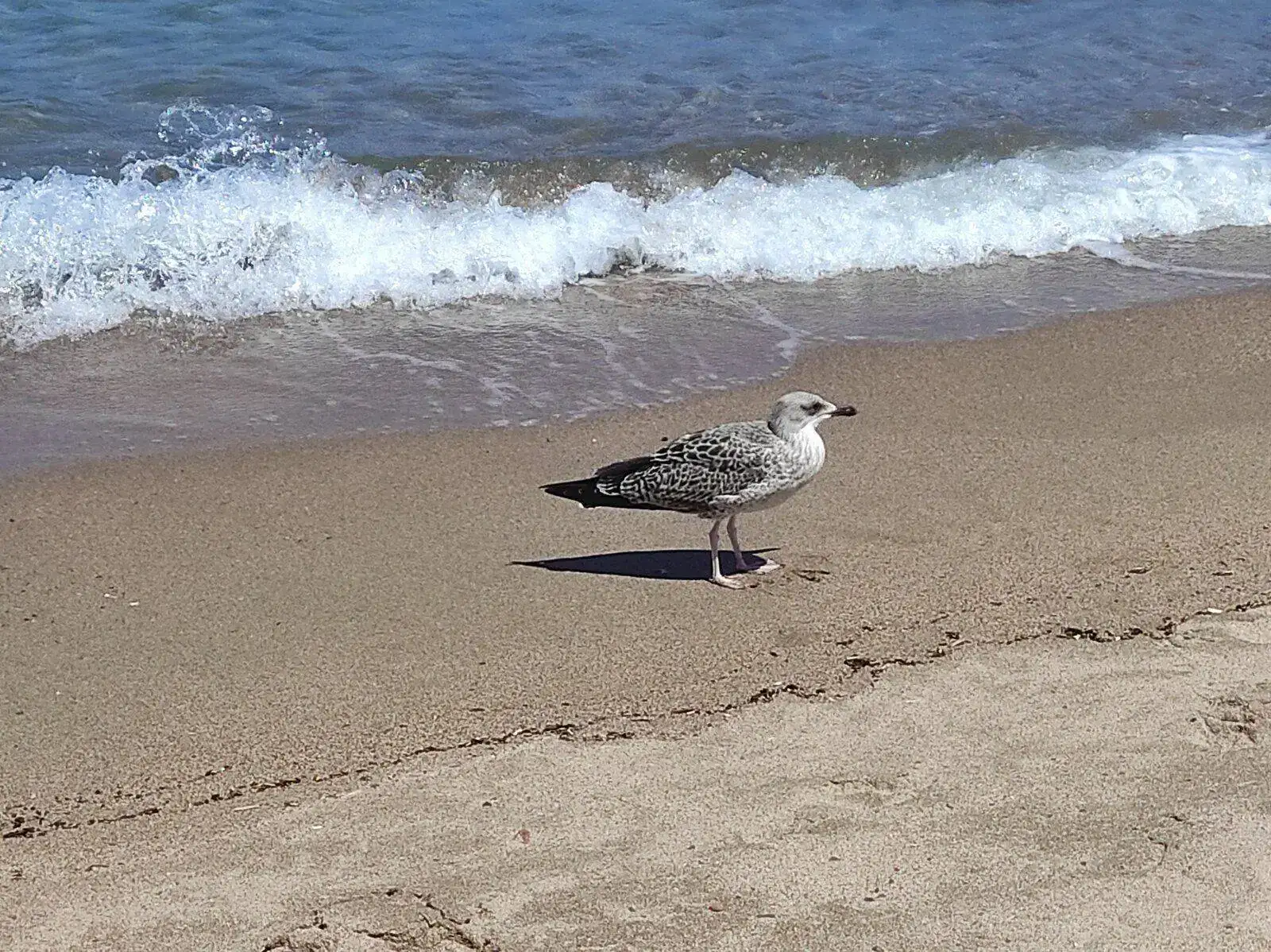 IMG_20210705_153752.webp