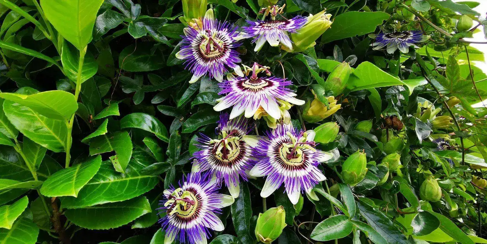IMG_20210710_183552.webp