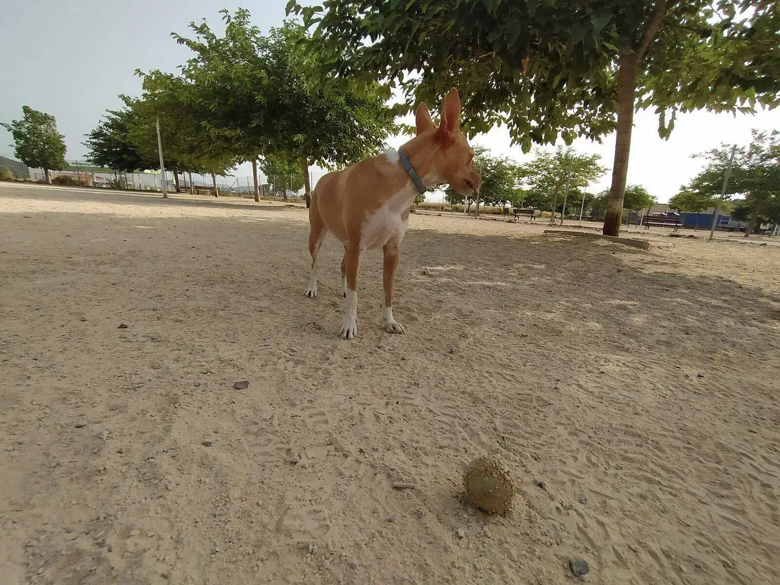 IMG_20210724_094859.webp