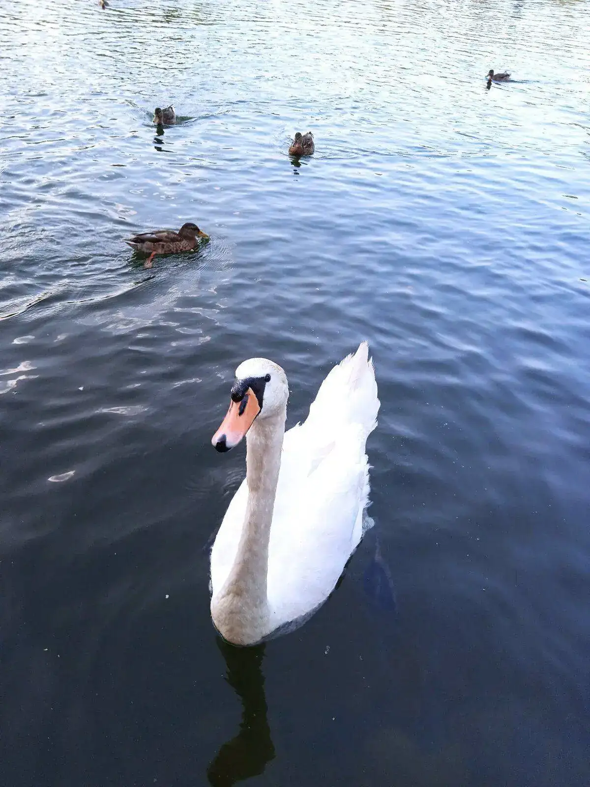 IMG_20210812_200318_1.webp