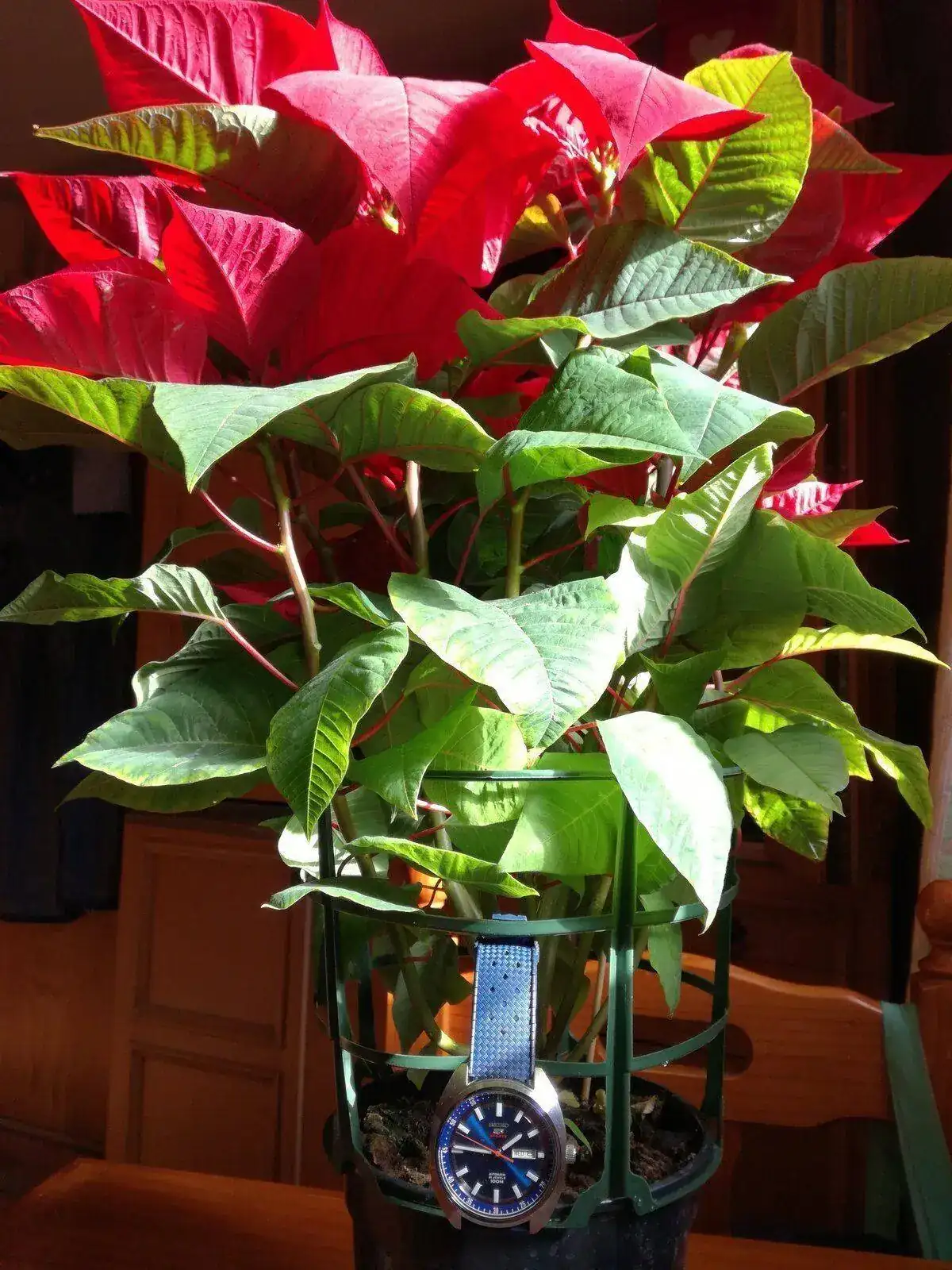 IMG_20211208_134624.webp