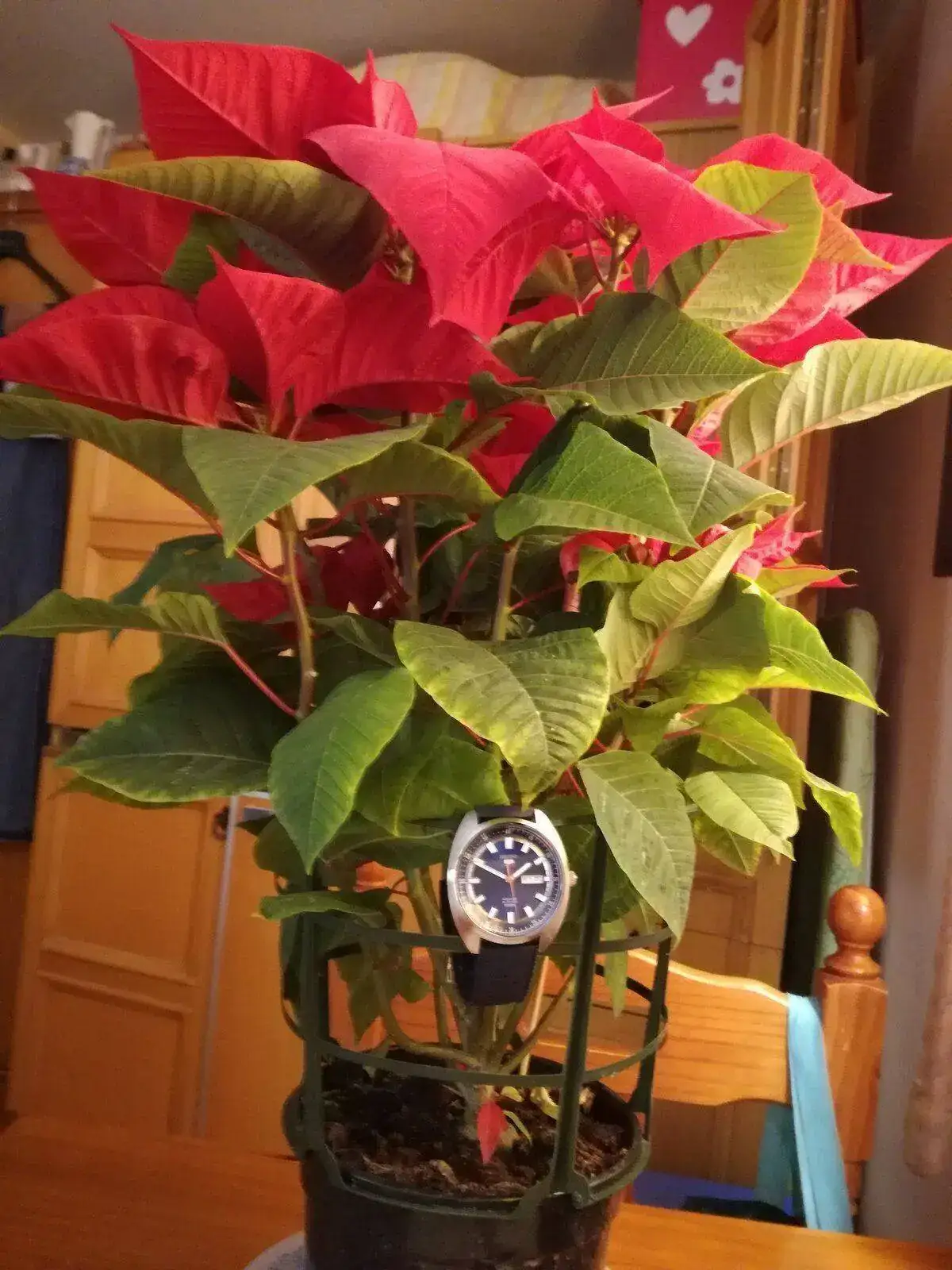IMG_20211208_135004.webp