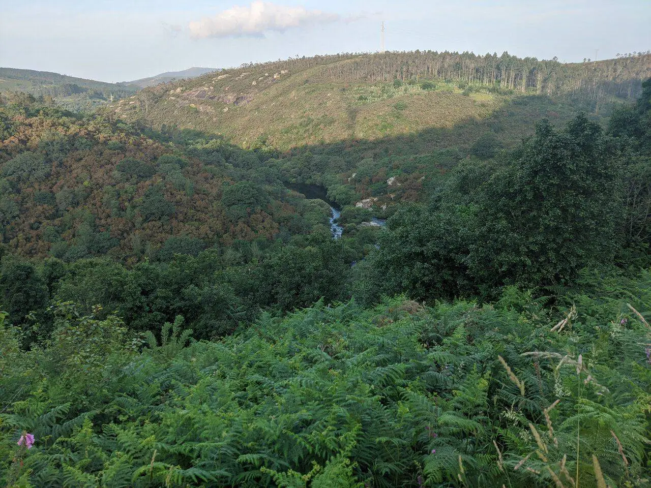 IMG_20220616_080002.jpg