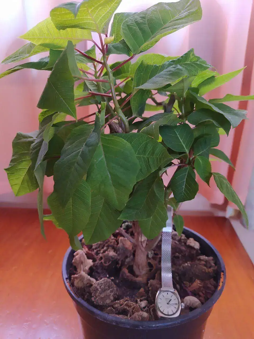 IMG_20220805_131712.webp
