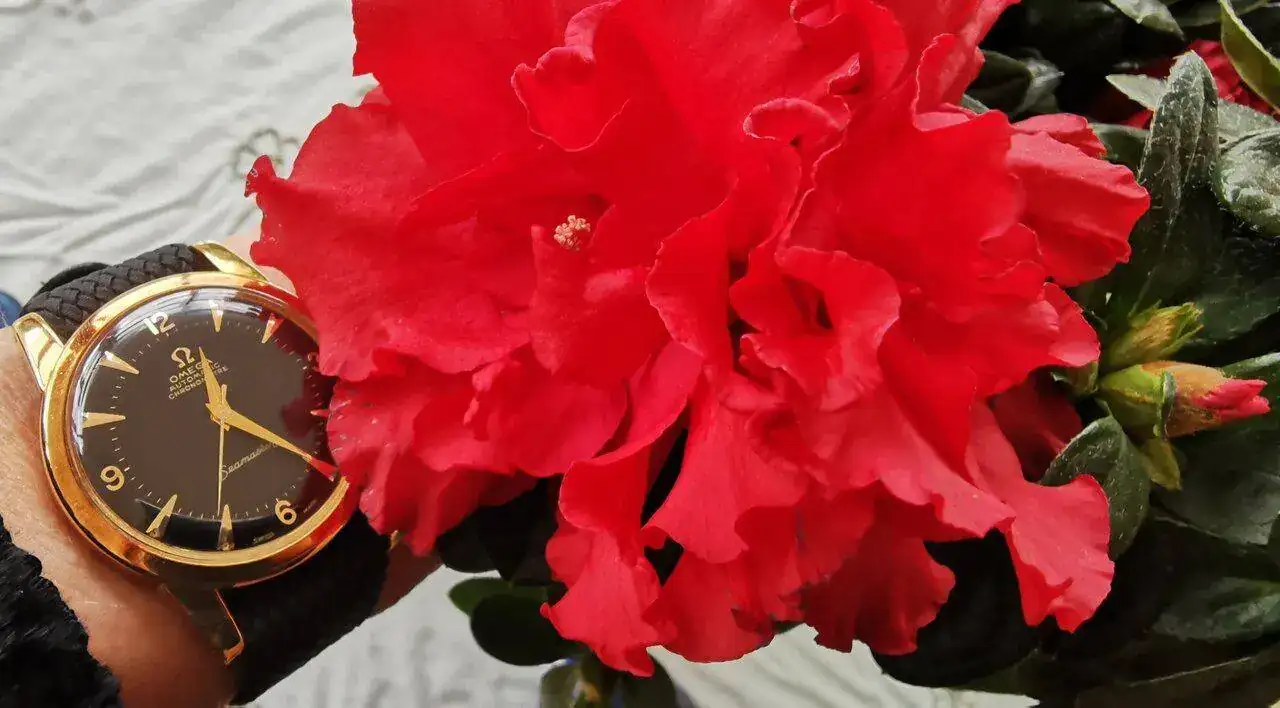 IMG_20221031_122748.webp