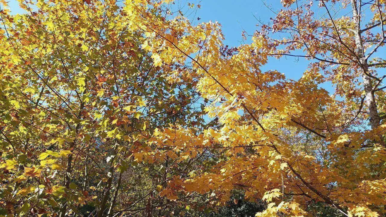 IMG_20221111_120851.webp