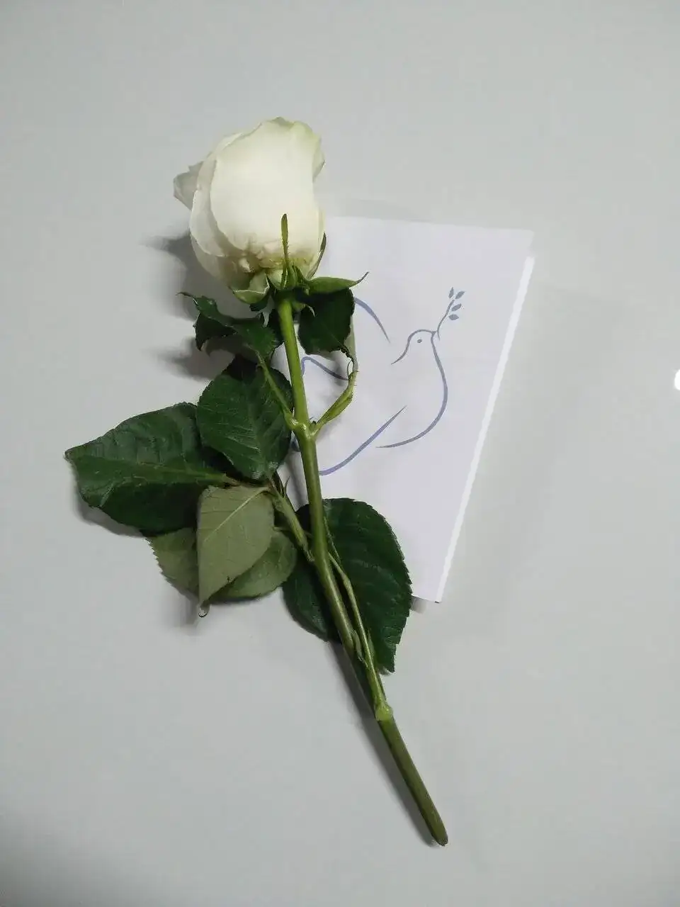 IMG_20231027_173653.jpg