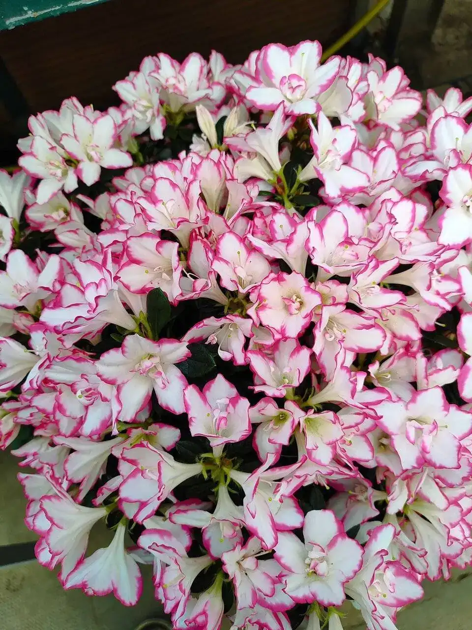 IMG_20240403_151244.webp