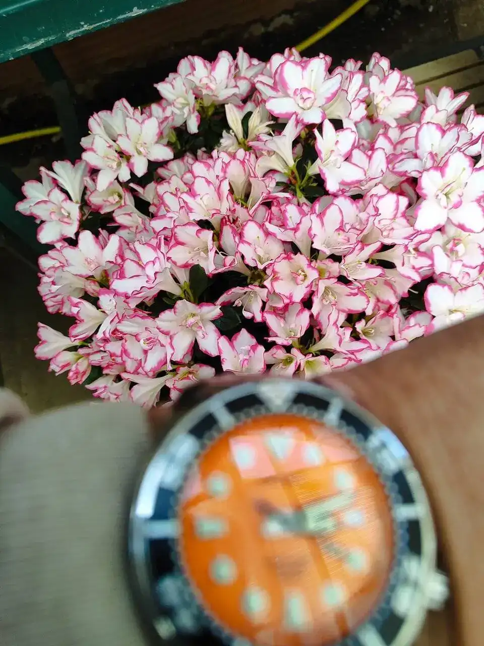 IMG_20240403_151249.webp