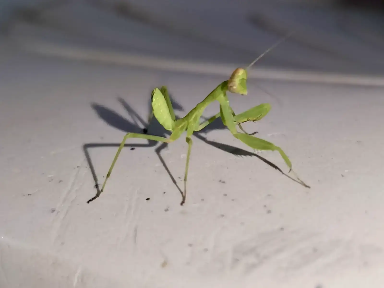 IMG_20260609_215223.webp