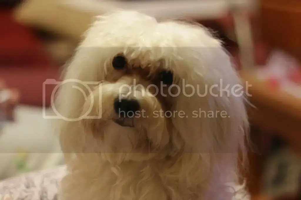 IMG_2159_zpsedb36ab2.webp