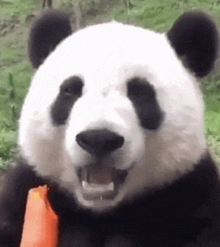 IMG_2282.gif