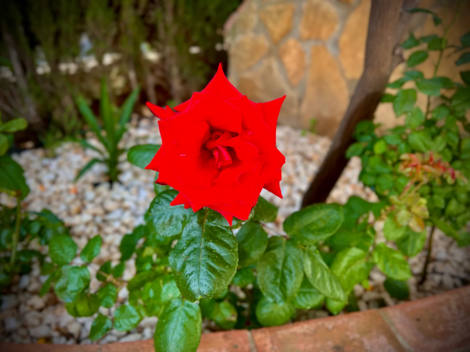 IMG_2365.webp