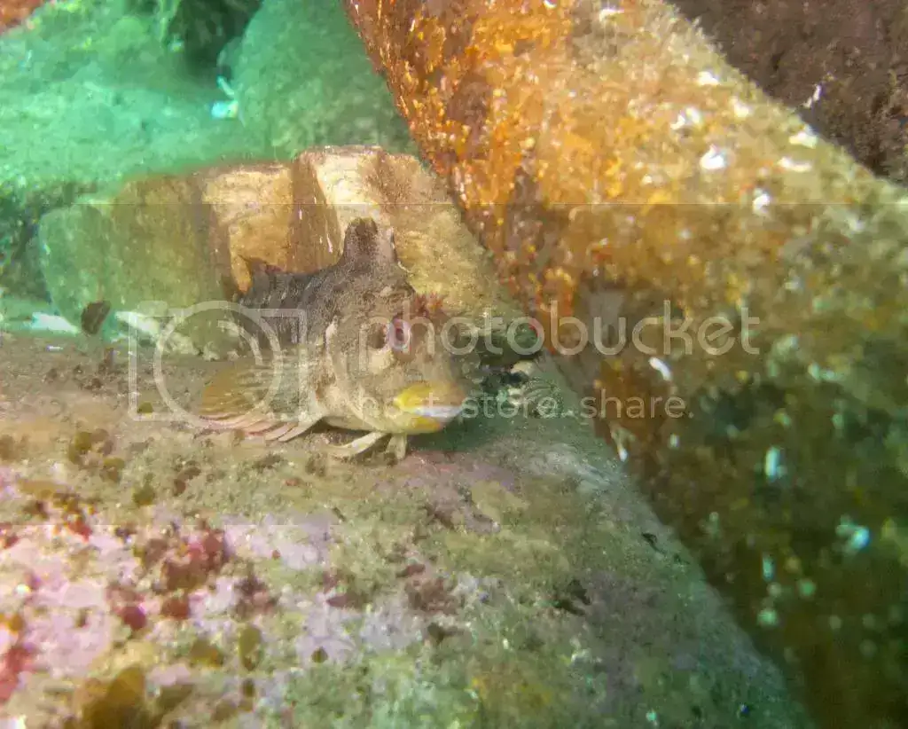 IMG_2397_zpsca416a35.webp