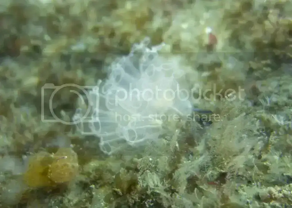IMG_2425_zps15b688b5.webp