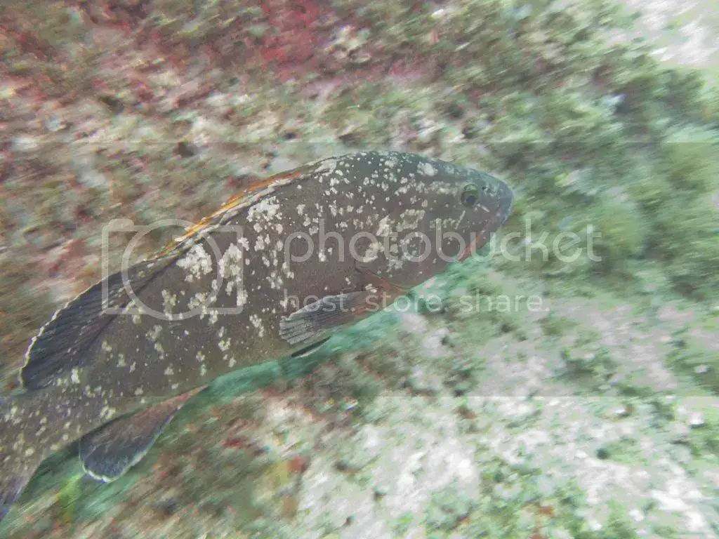 IMG_5056_zpsa5ddy17d.webp