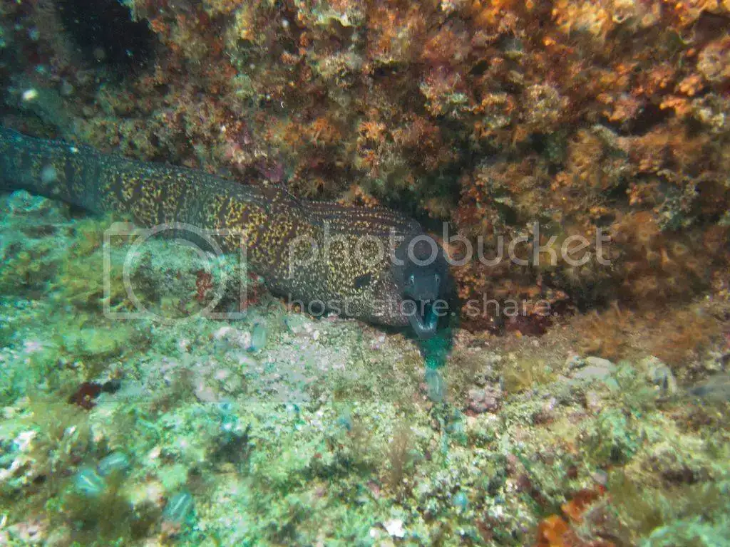 IMG_5061_zpsbirofs1f.webp