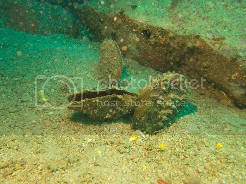 IMG_5090_zps4g34u5dl.webp