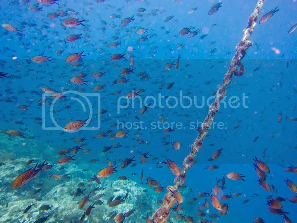 IMG_5098_zpsys5rkg1j.webp