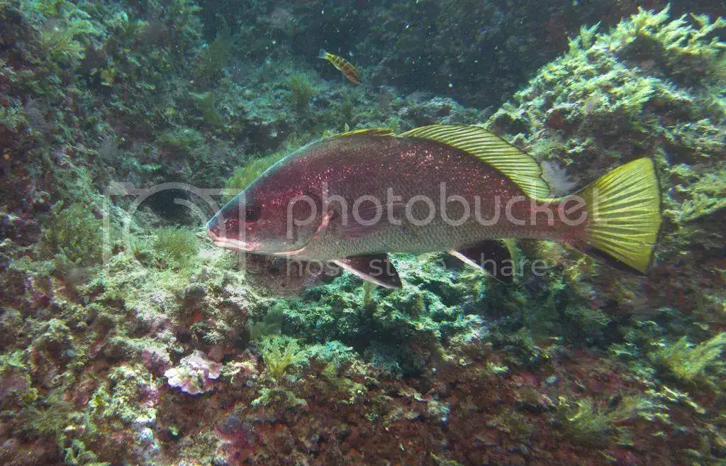 IMG_5223_zpsdjus8yq4.webp