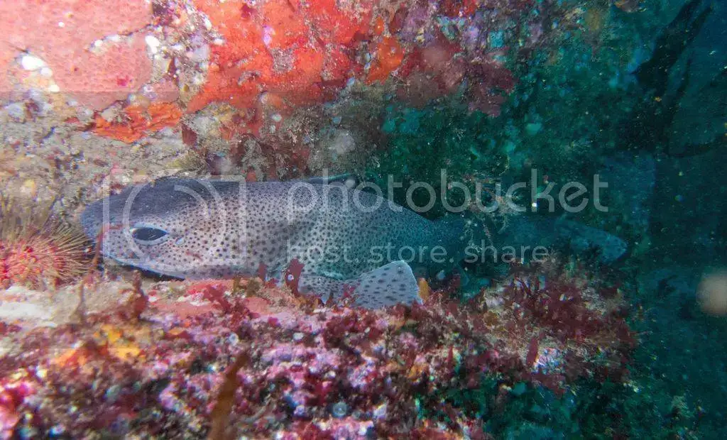 IMG_7157_zpsx76ir3tj.webp