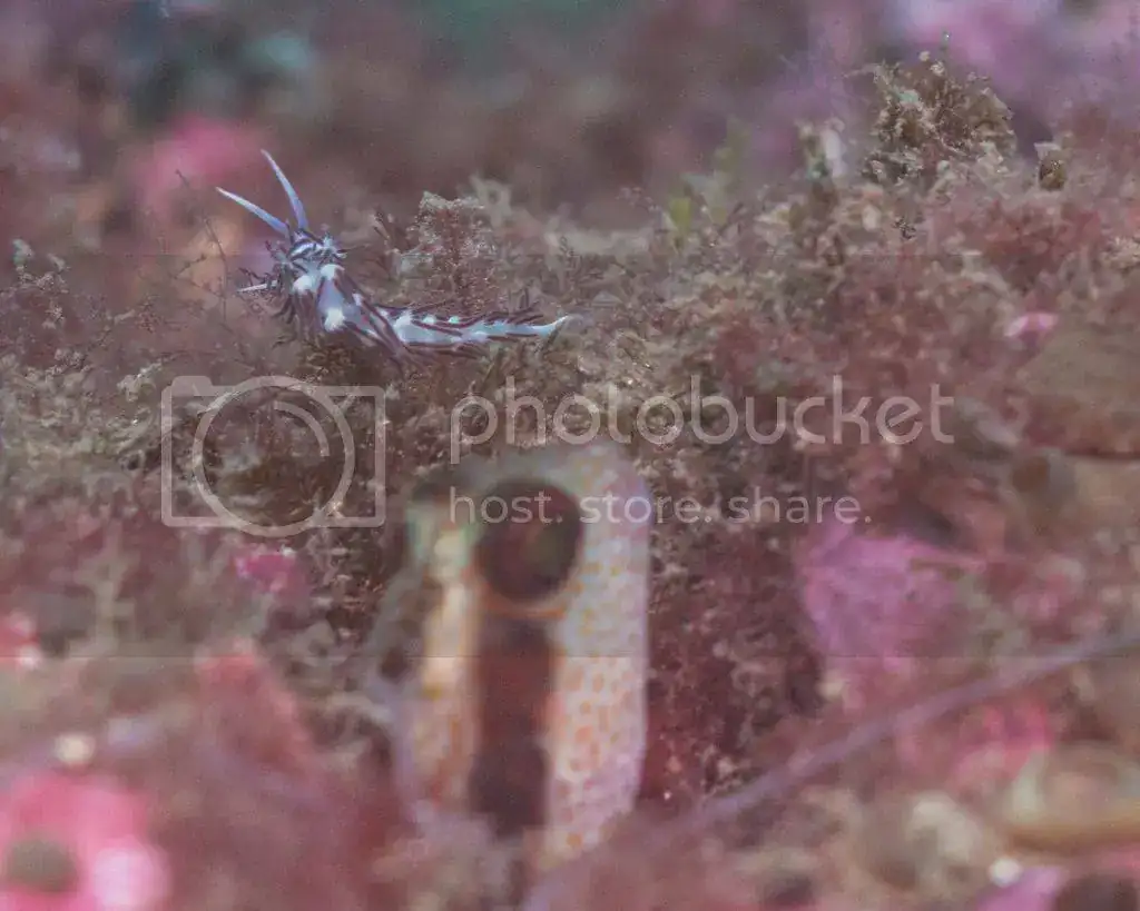 IMG_9595_zps4aangw4v.webp