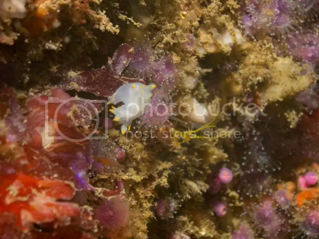 IMG_9755_zps90fylwc7.webp