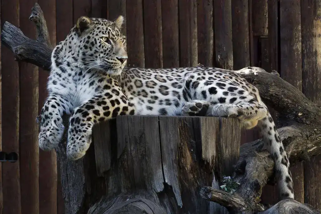 IMG_Leopardo.webp