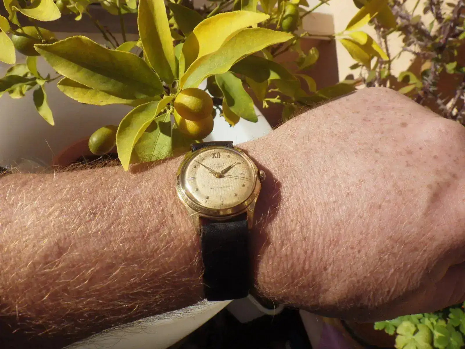 IMGP4554.webp