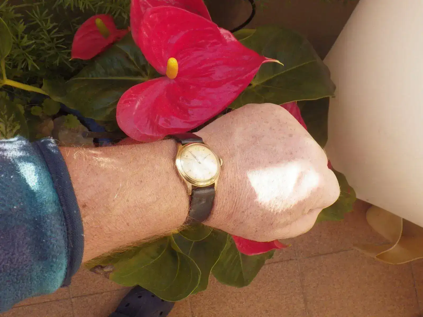 IMGP4557.webp