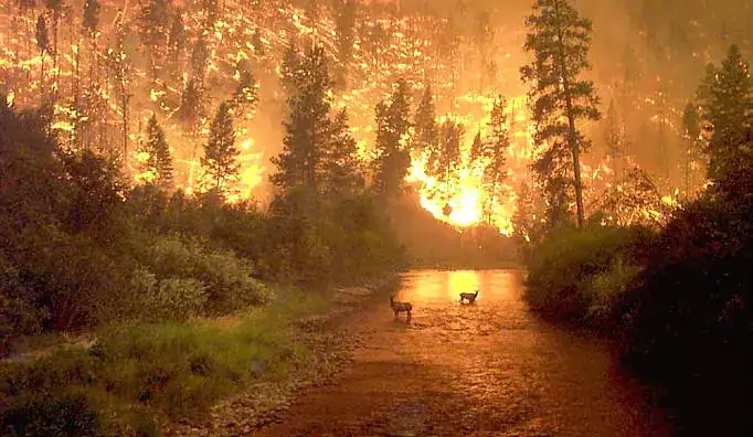 incendio.webp