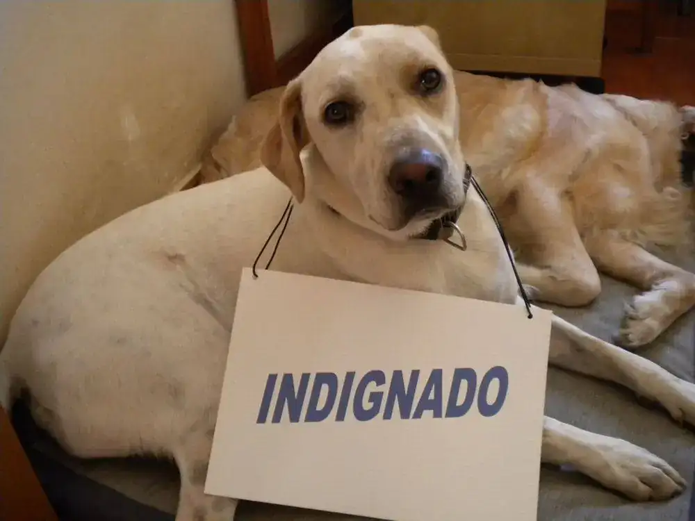 Indignado.webp