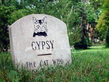 ist2_112107_gypsy_the_dead_cat2.jpg