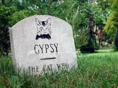 ist2_112107_gypsy_the_dead_cat2.webp