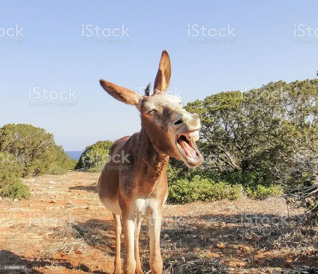 istockphoto-516886610-1024x1024.webp