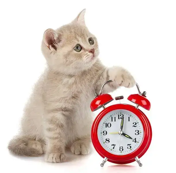 istockphoto-611893192-612x612.webp