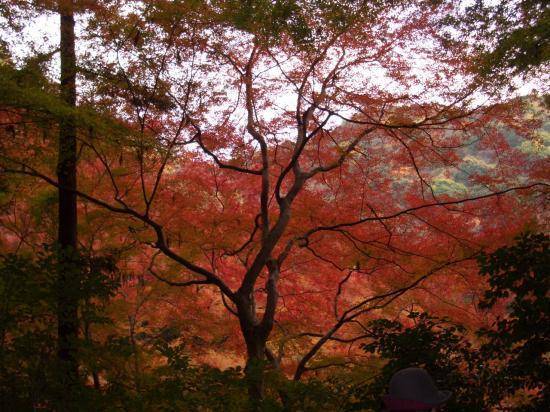 japanese-fall-colors.jpg