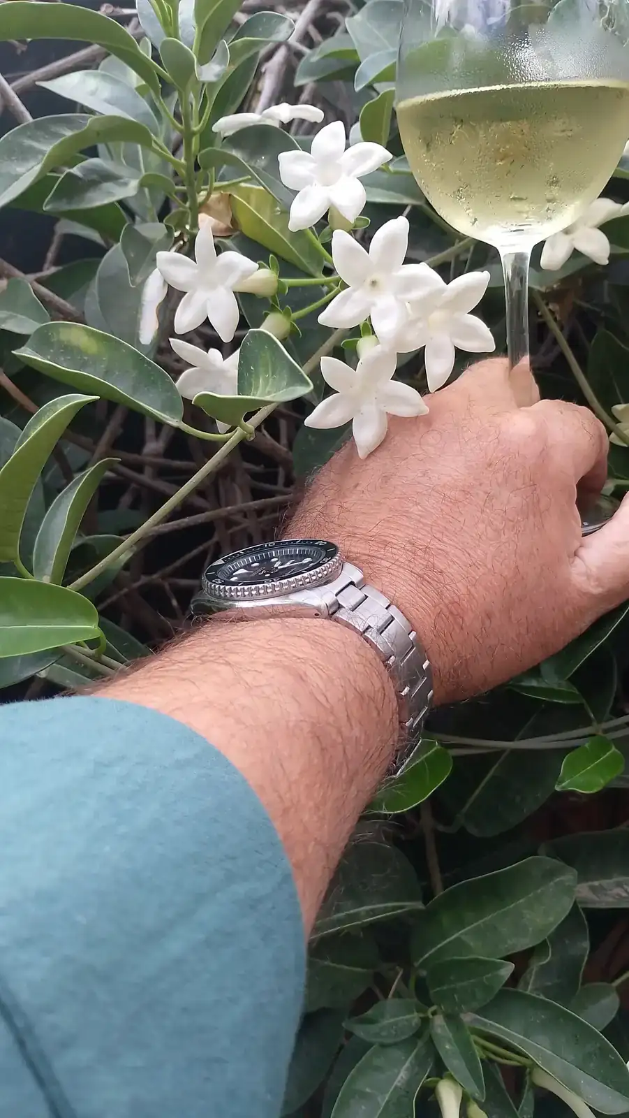 JAZMIN DE MADAGASCAR.webp