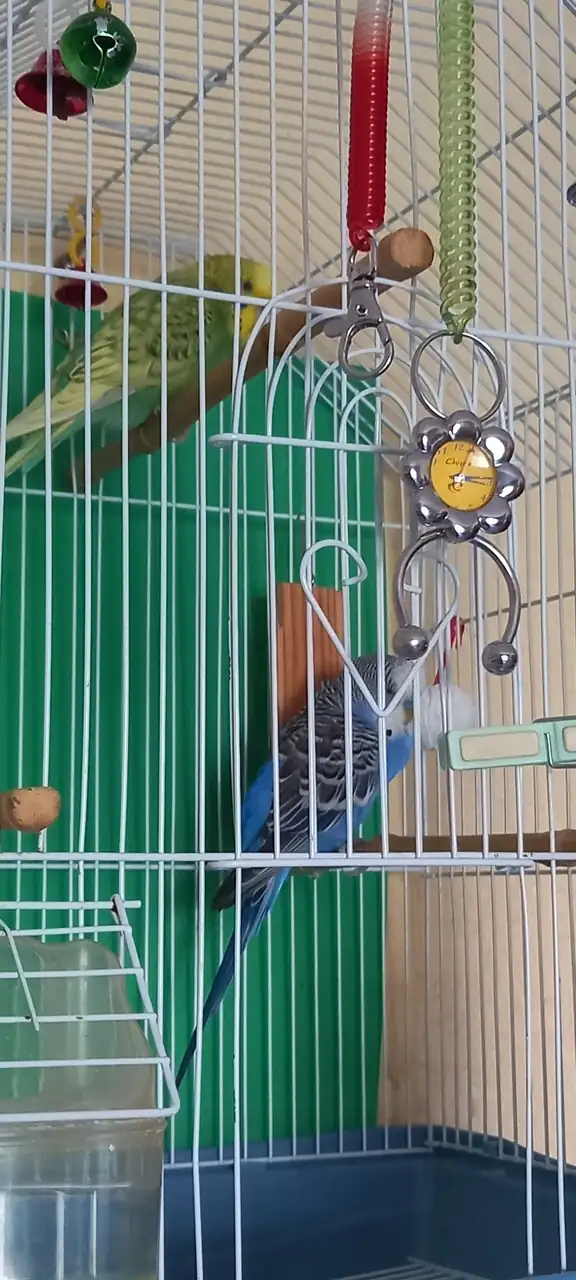 Kiko & Kika.webp