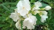 KIMG0007.webp