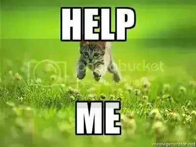 Kitten.webp