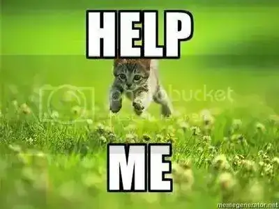 Kitten.webp