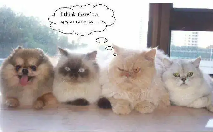 kittys.webp