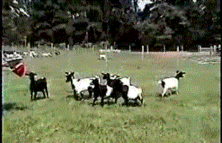 kozli.gif