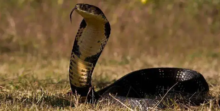 la-cobra-real1.webp